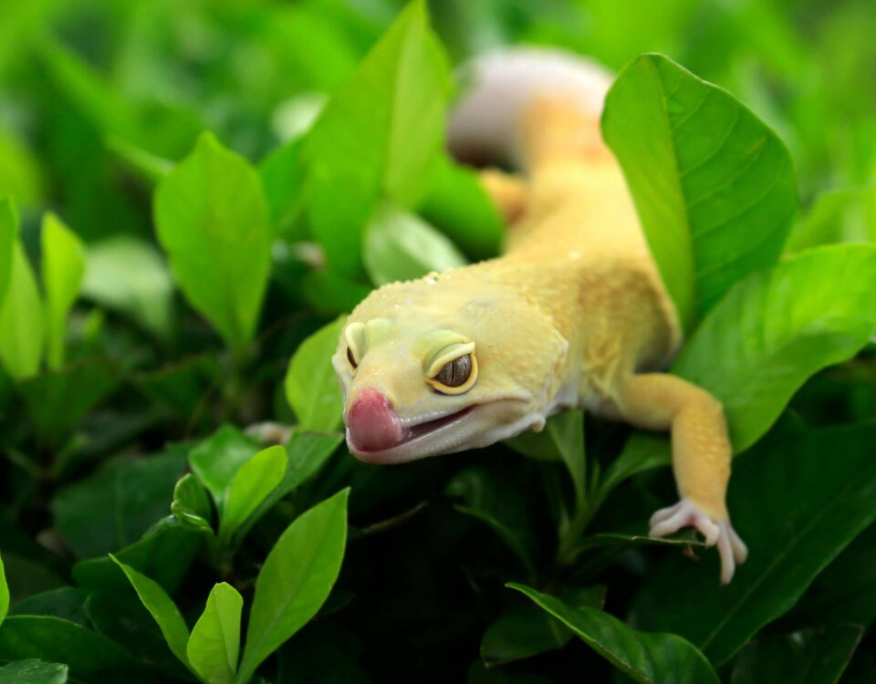 What Do Geckos Eat