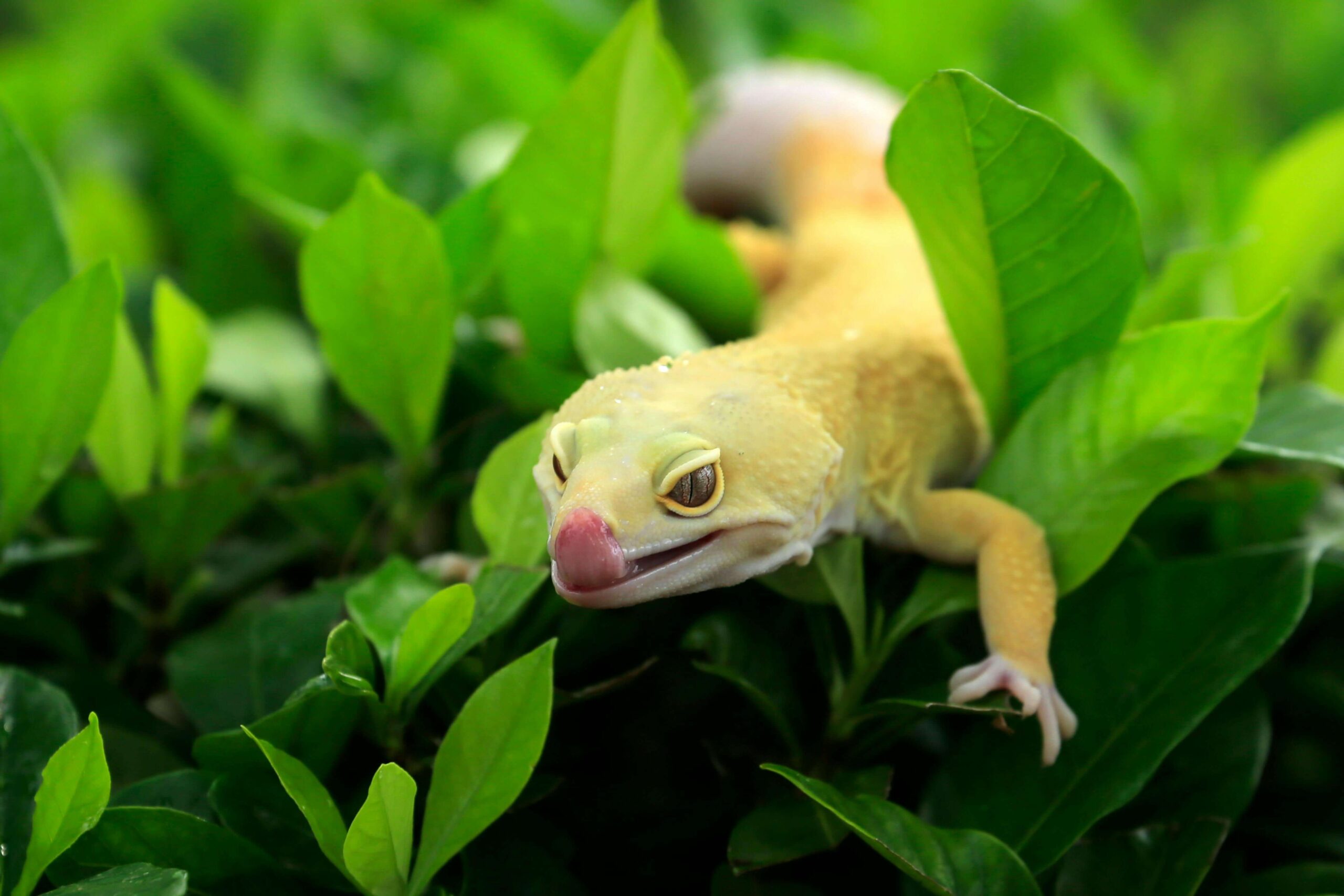 What Do Geckos Eat